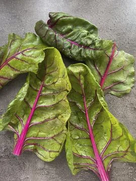 Fresh chard leafs on a dark surface Stock Photos