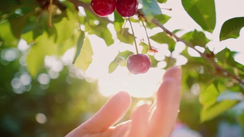 Fresh cherries hanging on a cherry tree branch. Picking cherries. Horticulture. 스톡 동영상 151534283