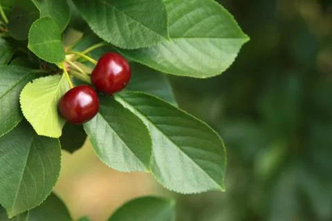 Fresh Cherries Stock Photos