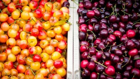 Fresh Cherries Stock-Fotos