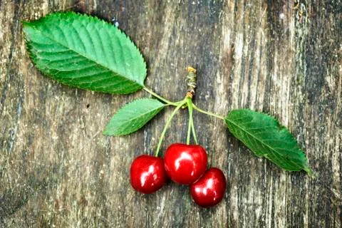 Fresh Cherries Stock Photos