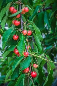 Fresh Cherries Stock Photos