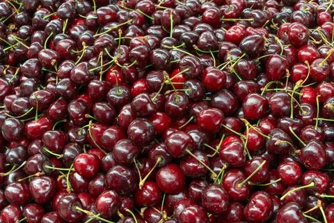 Fresh cherries piled high showcasing the bounty of summer harvest. Glossy r.. Stock Photos