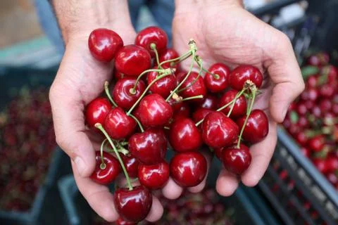 Fresh cherries ready to be eated Stock Photos