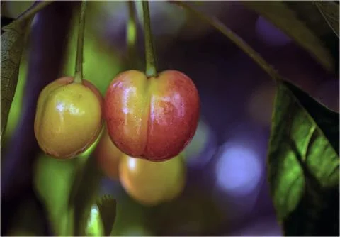 Fresh Cherries in Spring Stock Photos