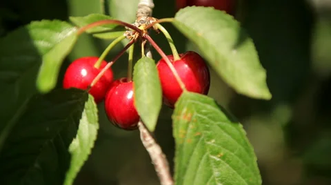 Fresh Cherries on Tree Stock Footage 38417814