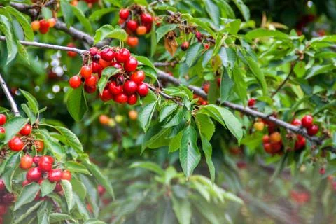 Fresh cherries on a tree in summer Stock Photos