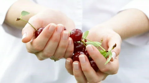 Fresh cherries in woman's hands.Close up. Stock Footage