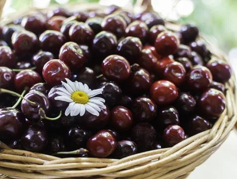 Fresh cherry in the basket Stock Photos