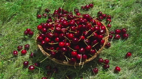 Fresh cherry in basket timelapse Stock Footage 52366747