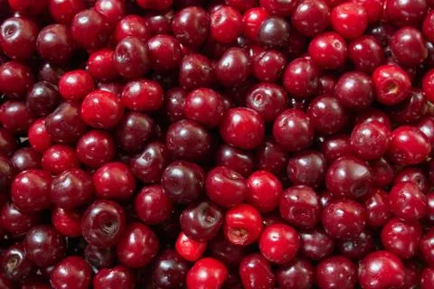 Fresh cherry berries as a background. Stock Photos
