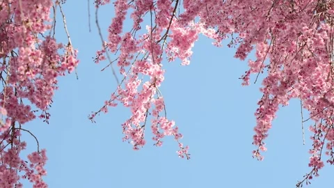 Fresh cherry bloom close up o wind blue sky background Stock Footage 272832348