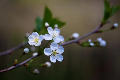 A fresh Cherry blossoms Stock Photos