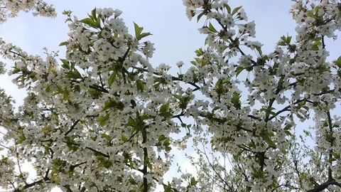 Fresh cherry flowers 库存影片 89974035