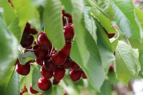 Fresh cherry fruit Stock Photos