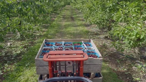 Fresh cherry harvest in Central Otago, New Zealand. Stock Footage 341690063