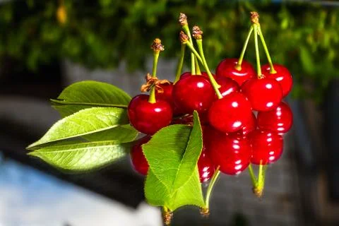Fresh cherry Foto stock