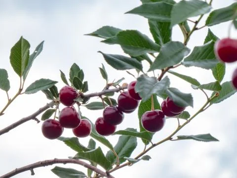Fresh cherry Stock Photos