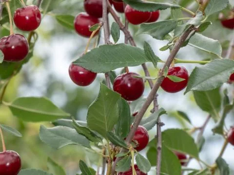Fresh cherry Stock Photos