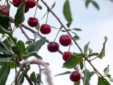 Fresh cherry Stock Photos