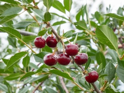 Fresh cherry Stock Photos