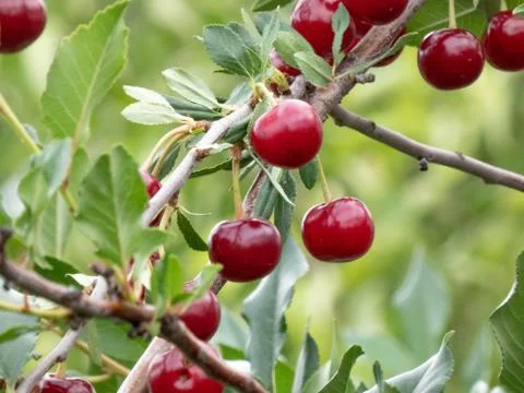 Fresh cherry Stock Photos