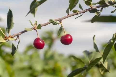 Fresh cherry Stock Photos