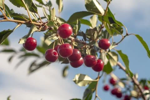 Fresh cherry Foto stock