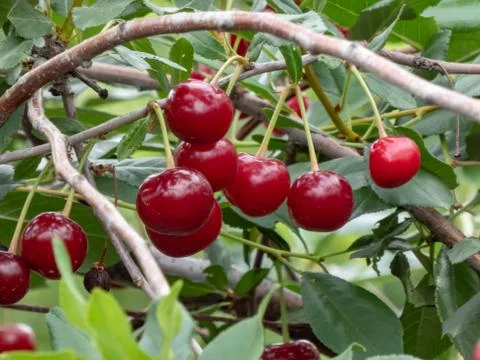 Fresh cherry Stock Photos