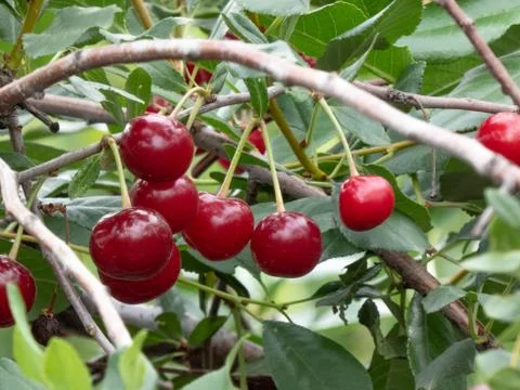 Fresh cherry Stock Photos
