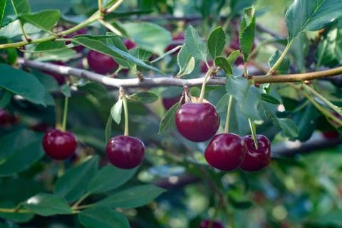 Fresh cherry Stock Photos