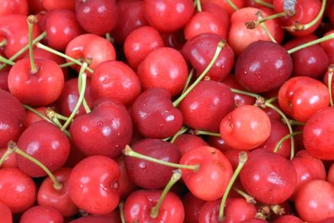 Fresh cherry Stock Photos