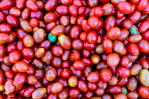 Fresh cherry tomato background Stock Photos