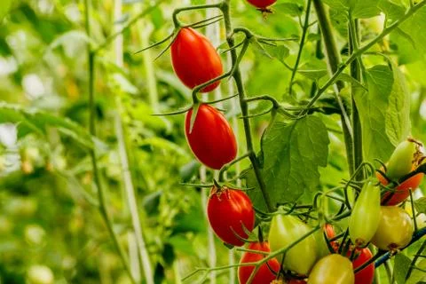 Fresh cherry tomato on a branch in the garden. Stock Photos