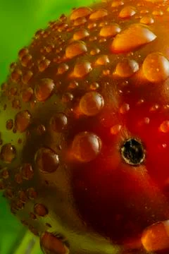 Fresh cherry tomato close-up on a background of lettuce leaves Foto stock