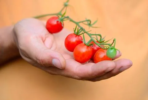Fresh cherry tomatoes (branch of cherry tomatoes) in a hand farmer Stock Photos