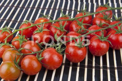 Fresh Cherry Tomatoes on the branch Stock Photos