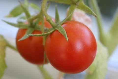 Fresh cherry tomatoes on the brunch 库存照片