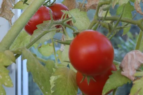 Fresh cherry tomatoes on the brunch Stock Photos