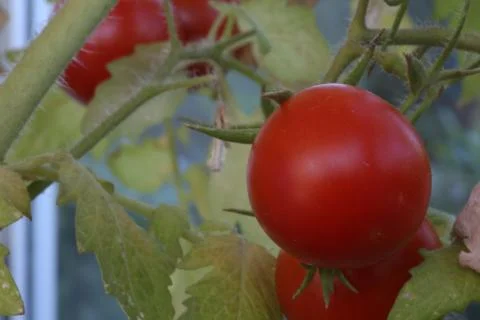 Fresh cherry tomatoes on the brunch Stock Photos