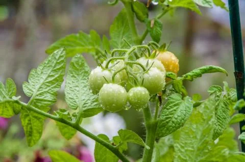 Fresh cherry tomatoes in the garden Stock Photos