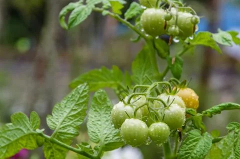 Fresh cherry tomatoes in the garden Stock Photos