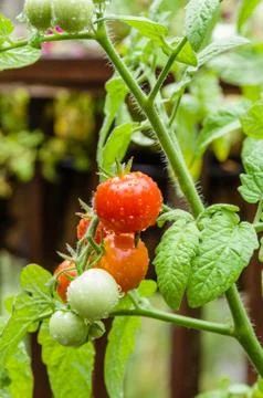 Fresh cherry tomatoes in the garden Stock Photos