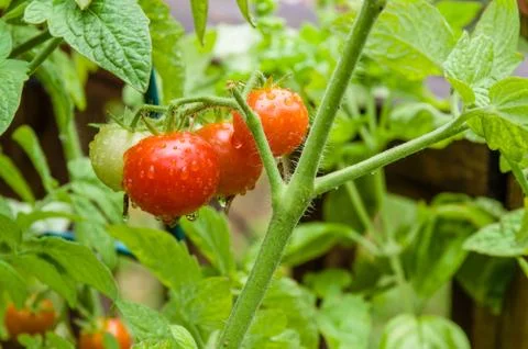 Fresh cherry tomatoes in the garden Stock Photos
