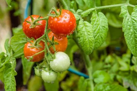 Fresh cherry tomatoes in the garden Stock Photos