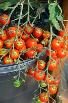 Fresh cherry tomatoes Foto stock