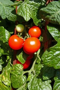 Fresh cherry tomatoes Stock Photos