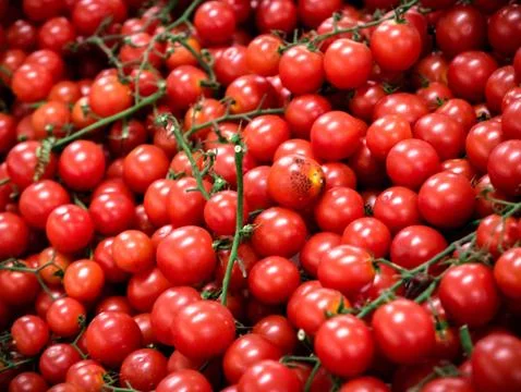 Fresh Cherry Tomatoes 写真素材