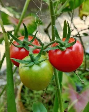 Fresh cherry tomatoes ripening on the vine Stock Photos