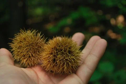 Fresh chestnut Stock Photos